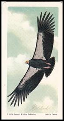 9 California Condor